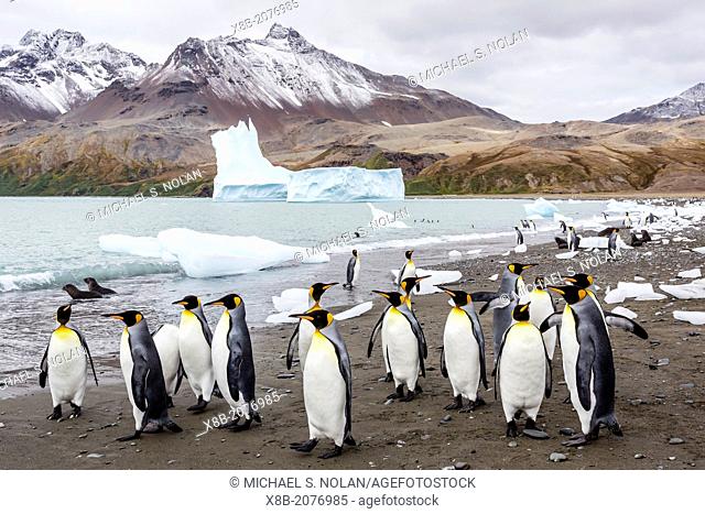 King penguins, Aptenodytes patagonicus, with beached ice at Fortuna Bay, South Georgia, South Atlantic Ocean
