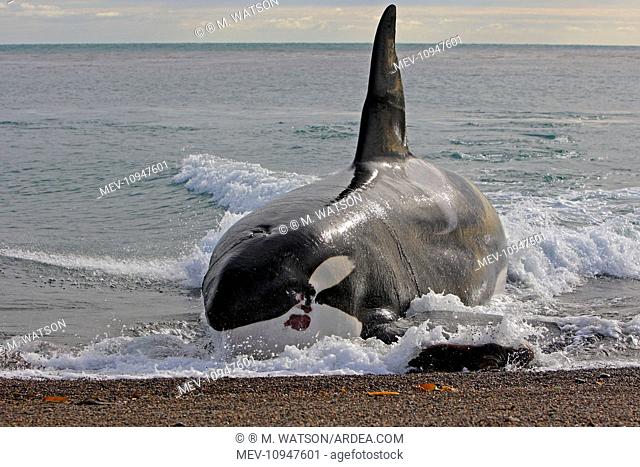 Orca / Killer Whale - attack on young South American Sea Lion (Otaria flavescens) (formerly Otaria byronia) Valdes Peninsula, Patagonia, Argentina