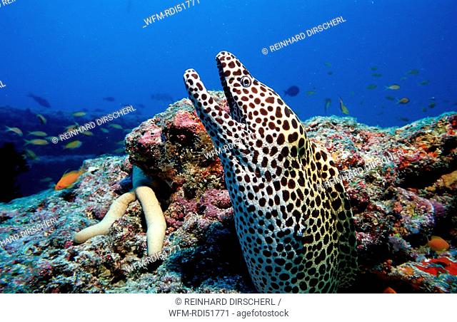 Black spotted moray, Gymnothorax melanospilos, Indian Ocean Ari Atol, Maldives Island
