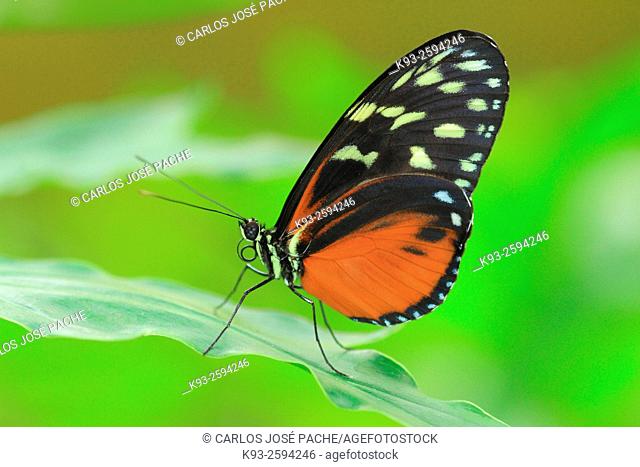Isabella’s Longwing (Eueides isabella), Costa Rica