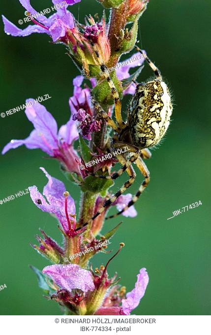 Oak Spider (Aculepeira ceropegia) perched on a flower, Filz, Woergl, Tyrol, Austria