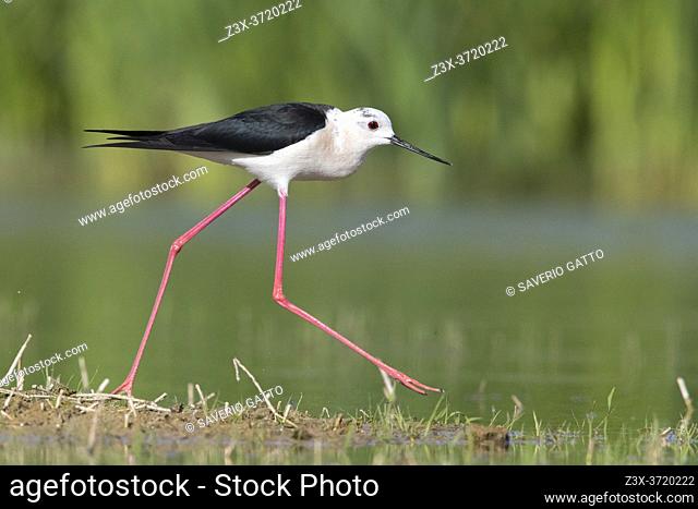 Black-winged Stilt (Himantopus himantopus), side view of an adult male running in a marsh, Campania, Italy