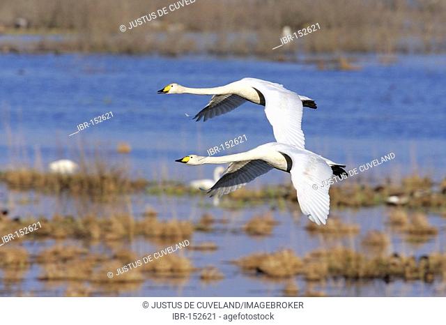 Couple of flying whooper swans - whooper swan (Cygnus cygnus)