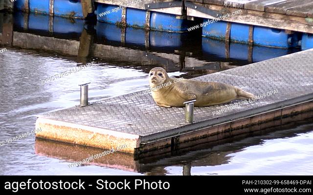 01 March 2021, Lower Saxony, Bremervörde: A seal lies on the jetty in the Ostehafen. A young seal has been feeling at home far from the sea in Bremervörde on...