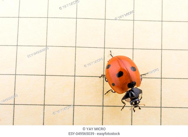 Beautiful photo of red ladybug walking on paper