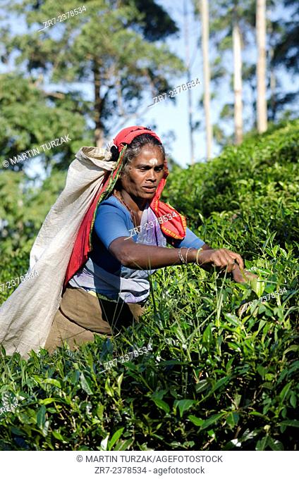 A tea plucker on the Mackwoods tea estate near Nuwara Eliya, Sri Lanka