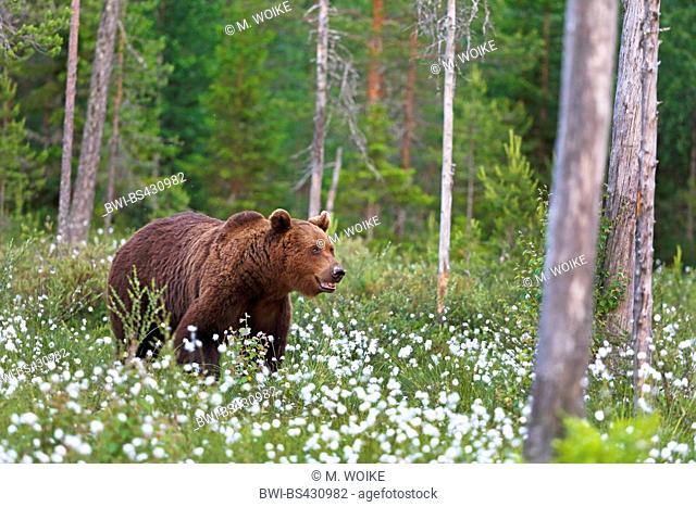 European brown bear (Ursus arctos arctos), walking through blooming cotton-grass, Finland, Kainuu