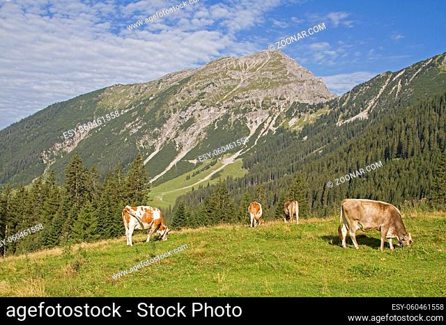 Kühe auf einer Bergwiese im Berwangertal - im Hintergrund die beherrschende Berggestalt des Thanellers