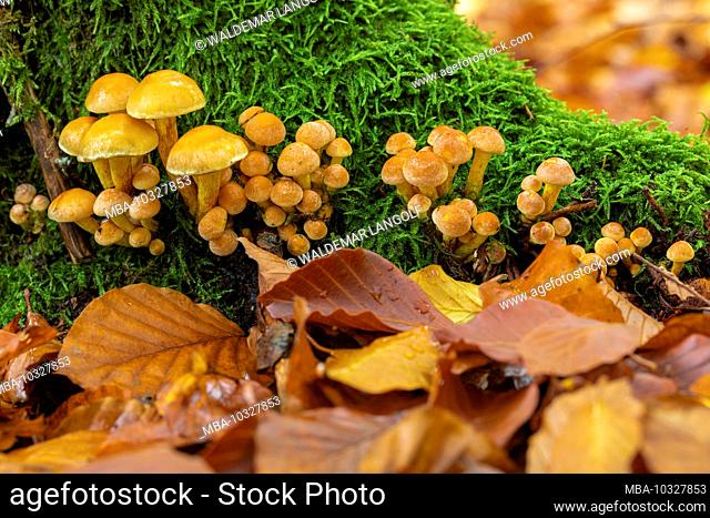 Mushrooms in the forest, group of mushrooms, natural environment