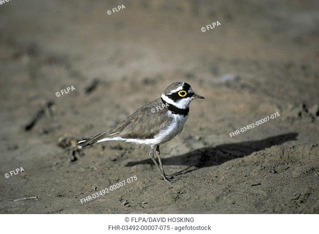 Little Ringed Plover Charadrius dubius Walking on sand
