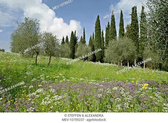 Spring meadow with olive trees, cypress trees (Cupressus sempervirens) and flowers like Mediterranean Hartwort (Tordylium apulum)