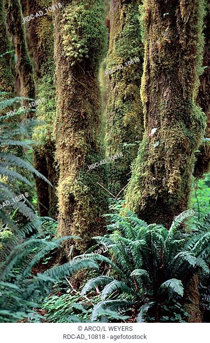 Temperate Rain Forest Olympic national park Washington USA