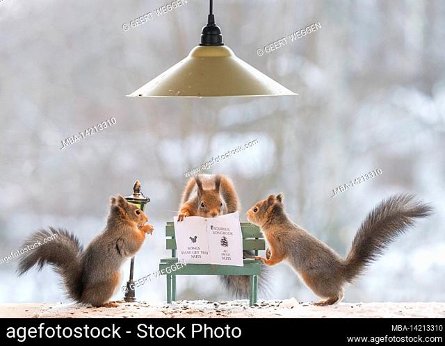 red squirrel on bench under a burning lamp