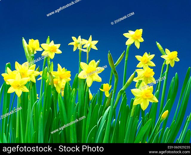 Bunch of fresh garden daffodils over blue sky