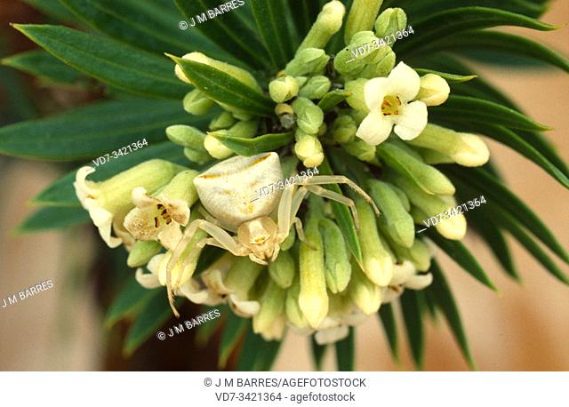 Crab spider Thomisus albus or Thomisus onustus is a spider native to Europe, Africa and Asia. Cryptic specimen on an inflorescence of flax-leaved daphne (Daphne...