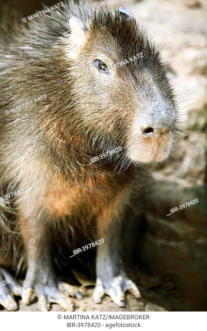 Capybara (Hydrochoerus hydrochaeris), Wild Animal Rescue Amazoonico, Ahuano, Napo Province, Ecuador