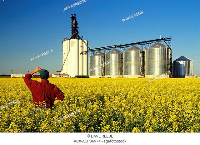 Farmer in bloom stage canola field with inland grain terminal in the background, Morris, Manitoba, Canada