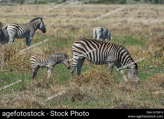 Plains zebras (Equus quagga, formerly Equus burchellii) with a baby on the floodplains in the Gomoti Plains area, a community run concession