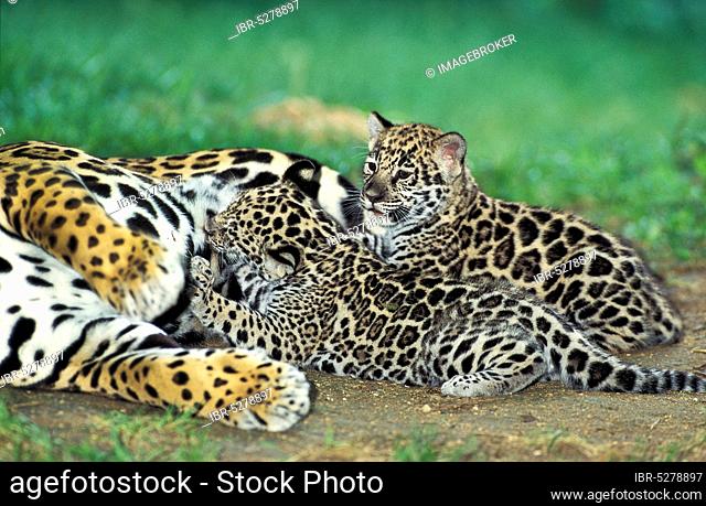 Jaguar (panthera onca), Female with Cub suckling