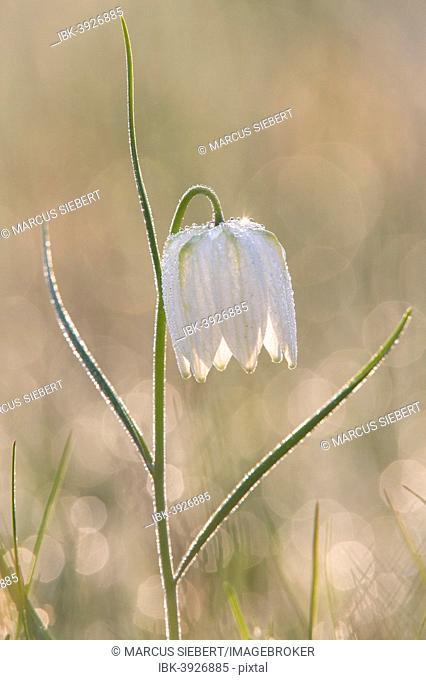 Snake's Head Fritillary or Chess Flower (Fritillaria meleagris), North Hesse, Hesse, Germany