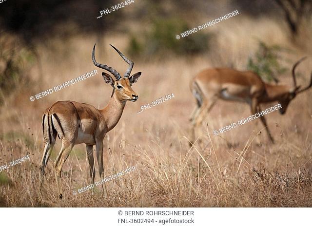 Two Impalas Aepyceros melampus in the savannah, Pilanesberg Game Reserve, South Africa