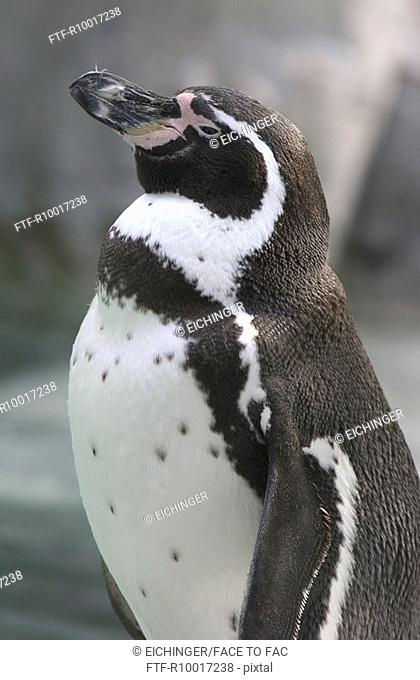 Side view of a penguin in a remote area
