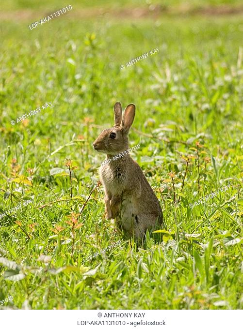 England, Essex, Near Stanstead, A wild rabbit in open countryside near Stansted in Essex