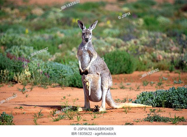Red Kangaroo (Macropus rufus) female adult and young, Tibooburra, Sturt National Park, New South Wales, Australia