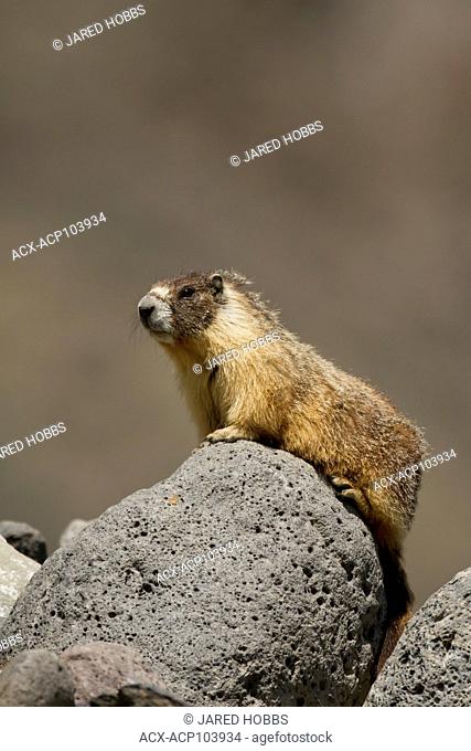 Yellow Bellied Marmot, Marmota flaviventris, Dog Creek, Great Basin Desert, Okanagan, British Columbia, Canada