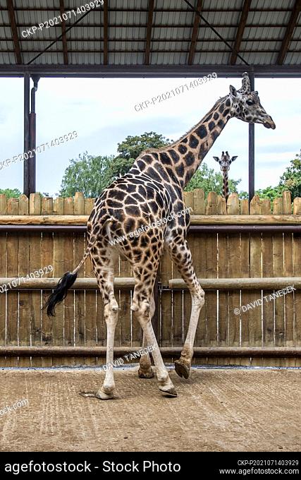 The Dvur Kralove Safari Park recently acquired a male Rothschild's giraffe to renew the breeding of the species after a five-year pause, on Wednesday, July 14