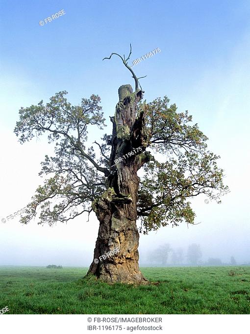 Gnarly Oak (Quercus), in morning mist, old tree trunk, Beberbeck, Hesse, Germany, Europe