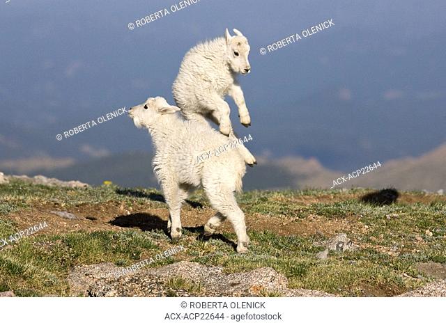 Mountain goat Oreamnos americanus, kids playing, Mount Evans Wilderness Area, Colorado, USA