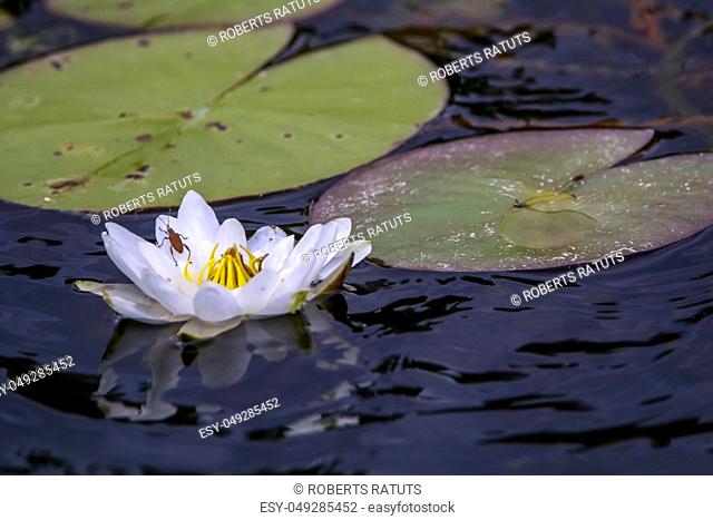 White water lilies bloom in the river. Water lily flower with green leaves in the water. White water lily in river, Latvia