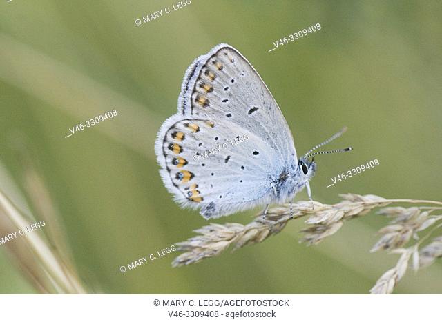 Reverdin's Blue, Plebejus argyrognomon. Startling blue butterfly with blue eyespots iver the orange uncials on the hindwing