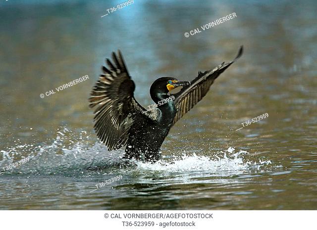 A Double-crested Cormorant (Phalacrocorax auritus) coming in for a landing at the Harlem Meer in New York City's Central Park late on a spring afternoon