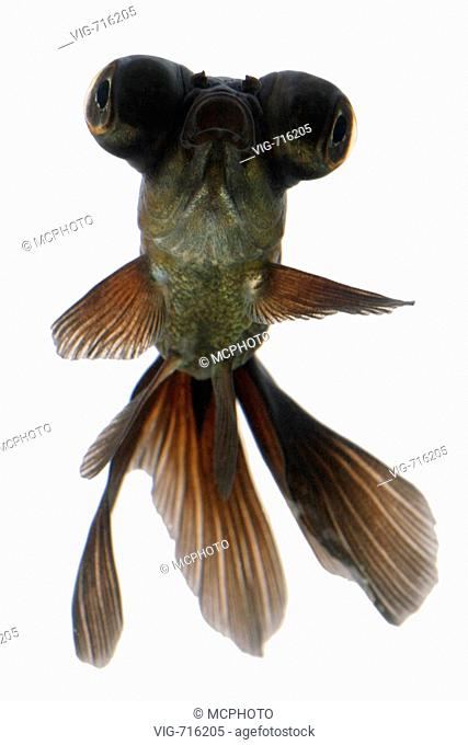 chinese moor telescope goldfish, common carp, black moor, broadtail moor, globe eye, demekin (Carassius auratus), portrait  - 02/06/2007