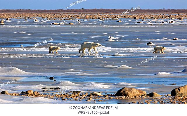 A polar bear family on the ice the Hudson bay