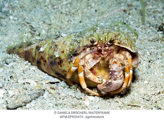 Hermit Crab, Dardanus sp., Russell Islands, Solomon Islands