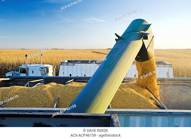 A grain wagon unloads feed corn into a farm truck, near Niverville, Manitoba, Canada