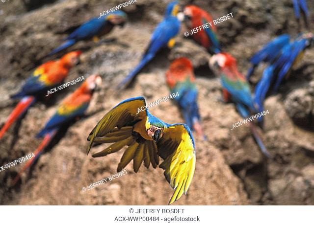 Macaw clay lick near Manu National Park, Peruvian Amazon, Peru