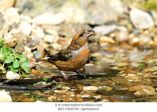 Red CROSSBILL - drinking at pond (Loxia curvirostra)