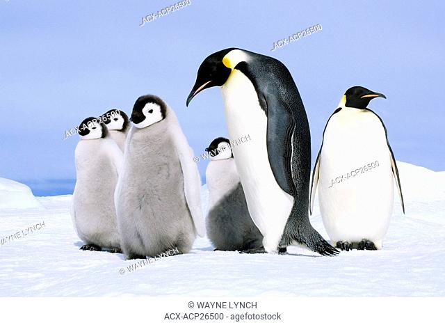 Emperor penguin Aptenodytes forsteri adult and chicks, Snow Hill Island, Weddell Sea, Antarctica