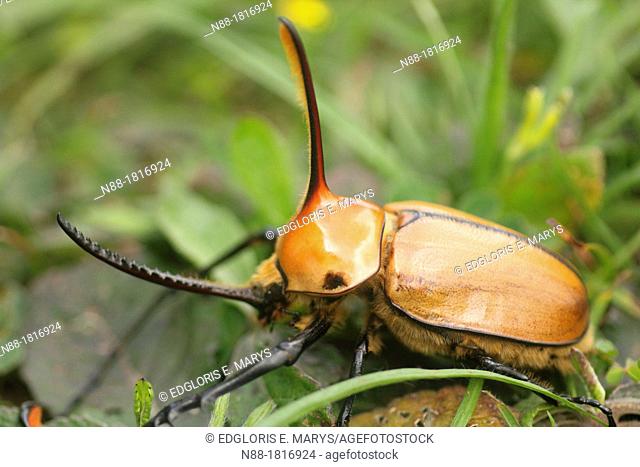 Golofa aegeon, rinhoceros beetle