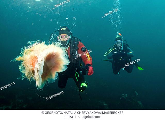 Lion's mane jellyfish (Cyanea capillata) and diver. Barents Sea, Russia