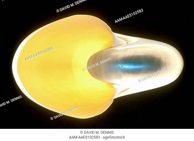 Shell: Chambered Nautilus (Nautilus sp.), S.W. Pacific