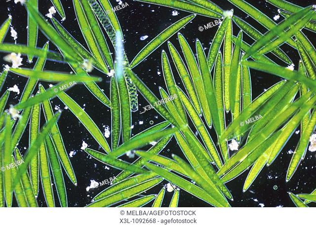 Closterium Chlorophyta Algae Optic micrsocopy