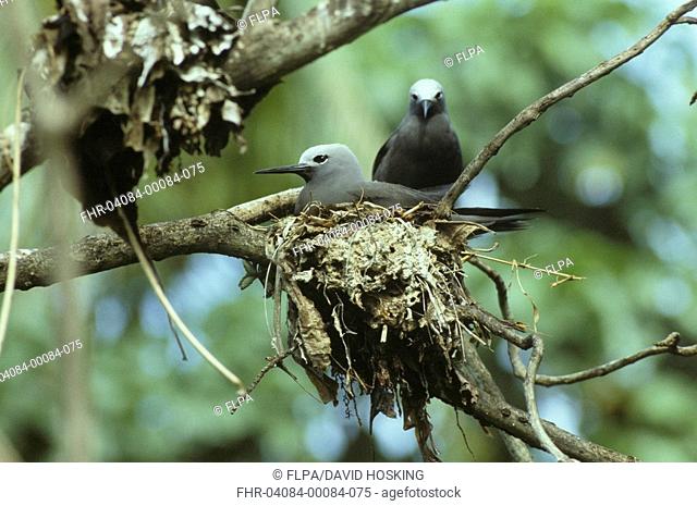 Lesser Noddy Anous tenuirostris Pair at nest