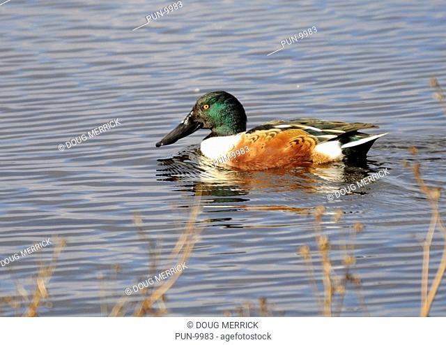 Male shoveler Anas clypeata swimming in the margins of the lake