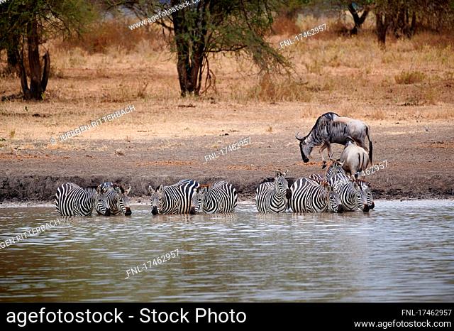 Herd of plains zebra (Equus quagga) drinking at waterhole, Tarangire National Park, Tanzania, Africa|