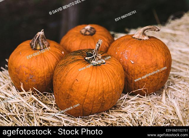 Four pumpkins over a block of straw in a rural Halloween scene